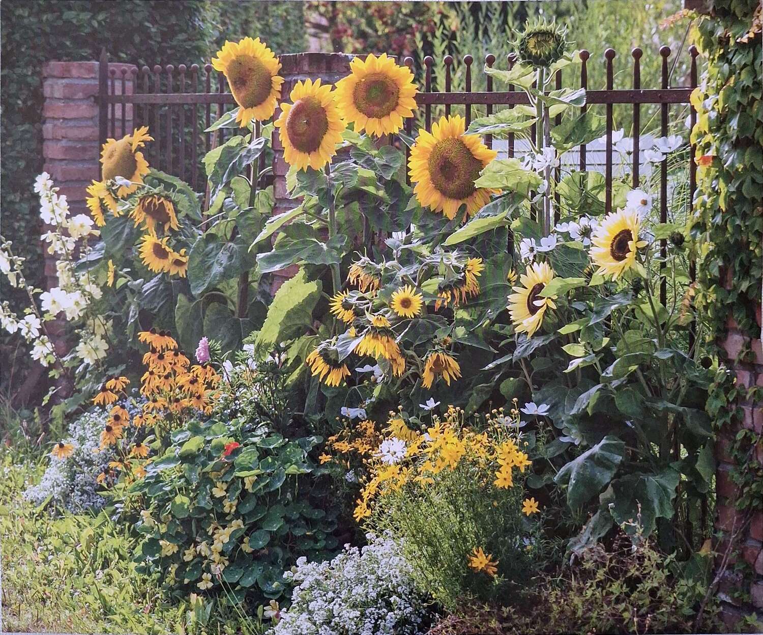 Sonnenblumen / Barbara Berger